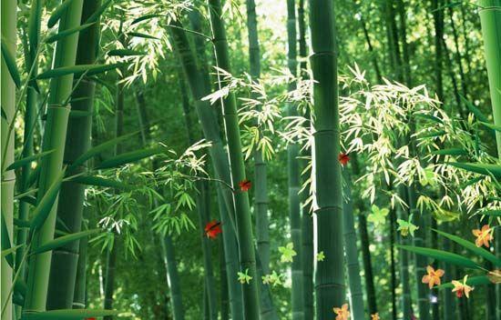 大自然沁人心脾的新鮮空氣，在家也能呼吸到